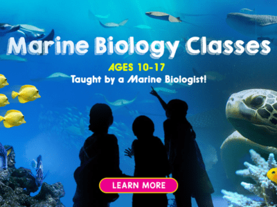 Marine Biology 101