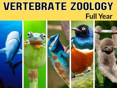 Vertebrate Zoology